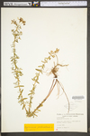 Hypericum perforatum