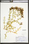 Hypericum perforatum