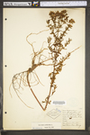 Hypericum perforatum