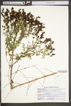 Hypericum perforatum