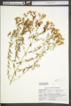 Hypericum perforatum