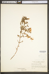 Hypericum perforatum