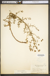 Hypericum perforatum