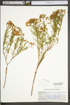 Hypericum densiflorum