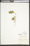 Hypericum densiflorum