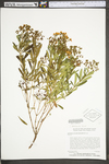 Hypericum densiflorum