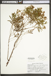 Hypericum densiflorum