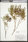 Hypericum densiflorum