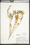 Hypericum densiflorum