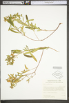 Hypericum densiflorum