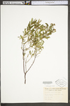 Hypericum densiflorum