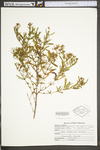 Hypericum densiflorum