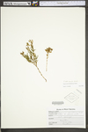 Hypericum densiflorum