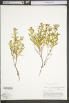 Hypericum densiflorum