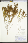 Hypericum densiflorum