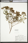 Hypericum densiflorum