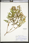 Hypericum densiflorum