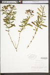 Hypericum densiflorum