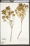 Hypericum densiflorum