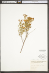 Hypericum densiflorum