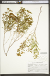 Hypericum densiflorum