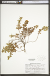 Hypericum hypericoides ssp. multicaule