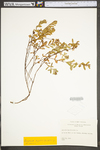 Hypericum hypericoides ssp. multicaule