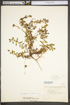 Hypericum hypericoides ssp. multicaule