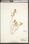 Hypericum hypericoides ssp. multicaule