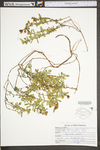 Hypericum hypericoides ssp. multicaule