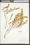 Hypericum hypericoides ssp. multicaule