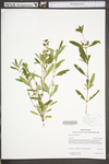 Hypericum prolificum