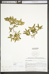 Hypericum prolificum