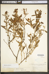 Hypericum prolificum