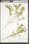 Hypericum prolificum