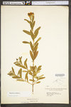 Hypericum prolificum