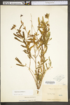 Hypericum prolificum