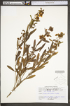 Hypericum prolificum