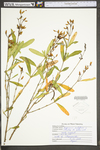 Hypericum prolificum