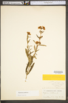 Hypericum prolificum