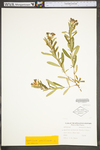 Hypericum prolificum