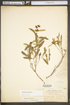 Hypericum prolificum