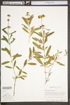 Hypericum prolificum