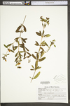 Hypericum prolificum