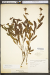 Hypericum prolificum