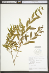 Hypericum prolificum