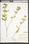 Hypericum prolificum