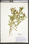 Hypericum prolificum