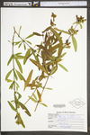 Hypericum prolificum