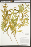 Hypericum prolificum